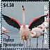 American Flamingo Phoenicopterus ruber