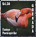 American Flamingo Phoenicopterus ruber