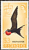 Magnificent Frigatebird Fregata magnificens