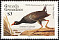 Common Gallinule Gallinula galeata  1985 Audubon 