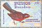 Rosy Thrush-tanager Rhodinocichla rosea