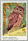 Spotted Owl Strix occidentalis