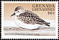 Western Sandpiper Calidris mauri