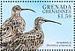 Eurasian Whimbrel Numenius phaeopus