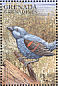 Blue Grosbeak Passerina caerulea