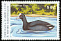 Caribbean Coot Fulica caribaea  2000 Birds of the Caribbean 