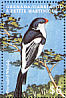 Pin-tailed Whydah Vidua macroura