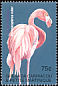 American Flamingo Phoenicopterus ruber