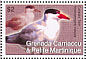 Caspian Tern Hydroprogne caspia