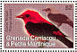 Scarlet Tanager Piranga olivacea