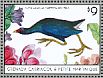 Purple Gallinule Porphyrio martinica  2013 Birds of the Caribbean  MS