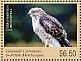 Broad-winged Hawk Buteo platypterus  2017 Broad-winged Hawk Sheet