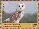 American Barn Owl Tyto furcata