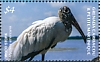 Wood Stork Mycteria americana