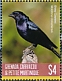 Shiny Cowbird Molothrus bonariensis  2019 Colorful birds Sheet