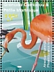 American Flamingo Phoenicopterus ruber