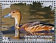 Fulvous Whistling Duck Dendrocygna bicolor