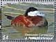 Ruddy Duck Oxyura jamaicensis  2022 Ducks of Grenada Sheet