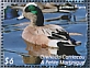 American Wigeon Mareca americana  2022 Ducks of Grenada Sheet