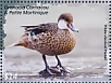 White-cheeked Pintail Anas bahamensis