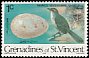 Tropical Mockingbird Mimus gilvus  1978 Birds and their eggs 