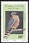 American Kestrel Falco sparverius  1986 Birds of prey 