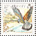 Common Kestrel  Falco tinnunculus