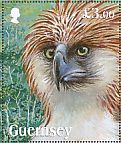 Philippine Eagle Pithecophaga jefferyi