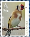 European Goldfinch Carduelis carduelis