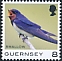 Barn Swallow Hirundo rustica  2021 Bird definitives 