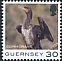 Great Cormorant Phalacrocorax carbo  2021 Bird definitives 