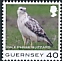 Common Buzzard Buteo buteo  2021 Bird definitives 