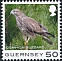 Common Buzzard Buteo buteo  2021 Bird definitives 