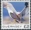 Lesser Black-backed Gull Larus fuscus  2021 Bird definitives 
