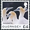Northern Gannet Morus bassanus  2021 Bird definitives 