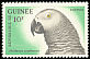 Grey Parrot Psittacus erithacus  1962 Birds 