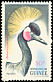 Black Crowned Crane Balearica pavonina  1962 Birds 