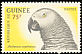 Grey Parrot Psittacus erithacus  1962 Birds 