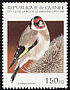 European Goldfinch Carduelis carduelis