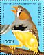 Sunda Zebra Finch Taeniopygia guttata