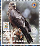 Yellow-billed Kite Milvus aegyptius