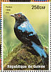 Asian Fairy-bluebird Irena puella