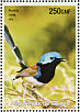 Lovely Fairywren  Malurus amabilis