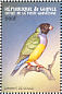 Gouldian Finch Chloebia gouldiae