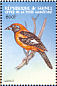 Orange-backed Troupial Icterus croconotus