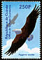 African Fish Eagle Icthyophaga vocifer