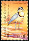 Egyptian Plover Pluvianus aegyptius