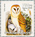 Western Barn Owl Tyto alba