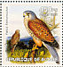 Common Kestrel Falco tinnunculus