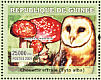 Western Barn Owl Tyto alba